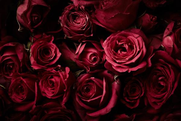 Красные Розы, Розовые Цветы, Темный Фон, HD, 2K, 4K