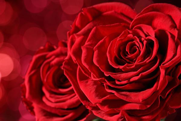 Красные Розы, Розовая Пара, 5К, HD, 2K, 4K, 5K
