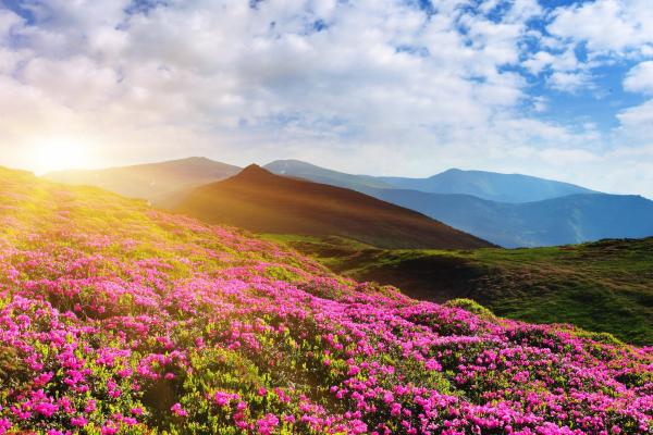 Цветы Рододендрона, Гора, Лето, Розовый, 4К, HD, 2K, 4K