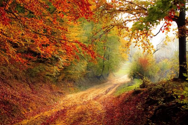 Дорога, Путь, Осень, Лес, Деревья, Листья, HD, 2K