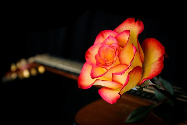 Цветок Розы, Апельсин, HD, 2K