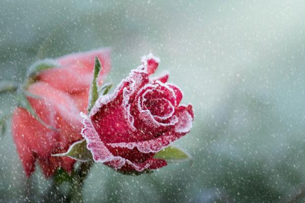 Роза, Мороз, Снегопад, HD, 2K