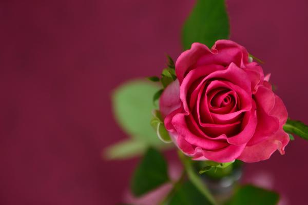 Роза, Розовый, Весна, Цветок, HD, 2K, 4K