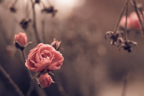 Роза, Весна, Цветы, Размытие, HD, 2K, 4K, 5K