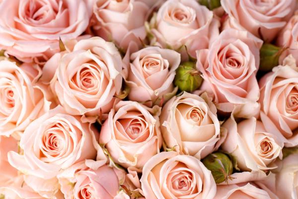Розы, Цветы, Розовые, HD, 2K, 4K, 5K
