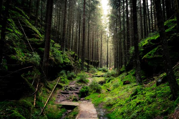 Национальный Парк Саксонская Швейцария, Дневной Свет, Лес, Зеленый, HD, 2K, 4K, 5K