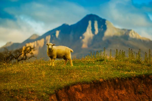 Овцы, Гора, Новая Зеландия, HD, 2K, 4K