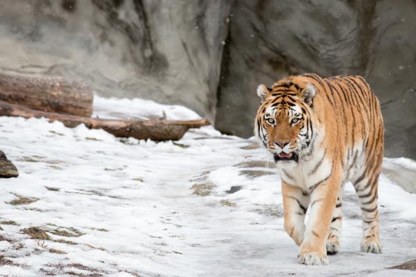 Сибирский Тигр, Амурский Тигр, HD, 2K