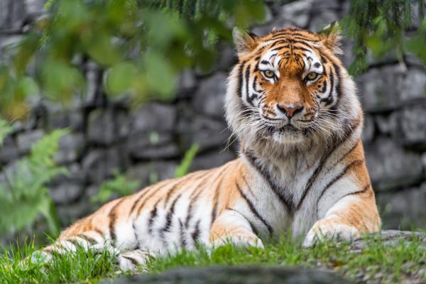 Сибирский Тигр, Сука, Зоопарк, Большая Кошка, 5К, HD, 2K, 4K, 5K