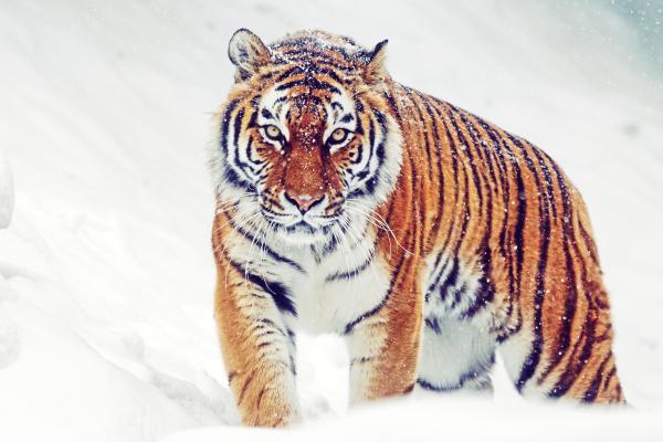 Сибирский Тигр, Зима, Снегопад, HD, 2K, 4K, 5K