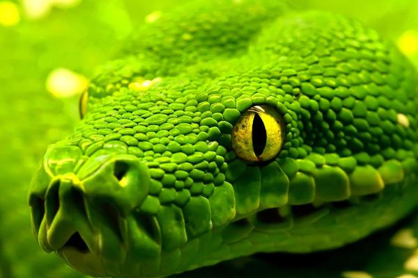 Змея, Зеленый, Рептилия, Глаза, HD, 2K, 4K