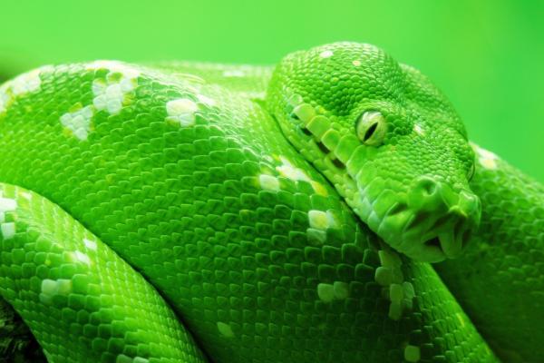 Змея, Зеленый, HD, 2K, 4K