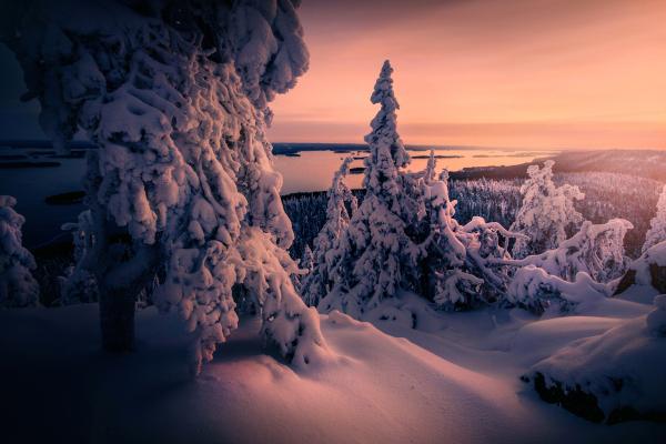 Заснеженный, Закат, Зима, Национальный Парк Коли, Финляндия, HD, 2K, 4K