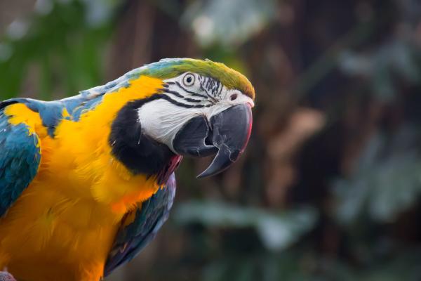 Южноамериканский Попугай, Ара Сине-Желтая, HD, 2K