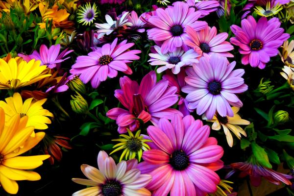 Весенние Цветы, Цветы Ромашки, Фиолетовый, Желтый, HD, 2K, 4K