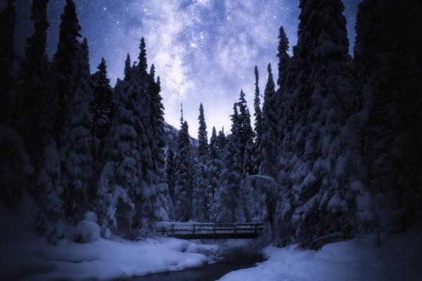 Звездное Небо, Ночь, Национальный Парк Банф, Зима, Сосны, Снег, HD, 2K, 4K