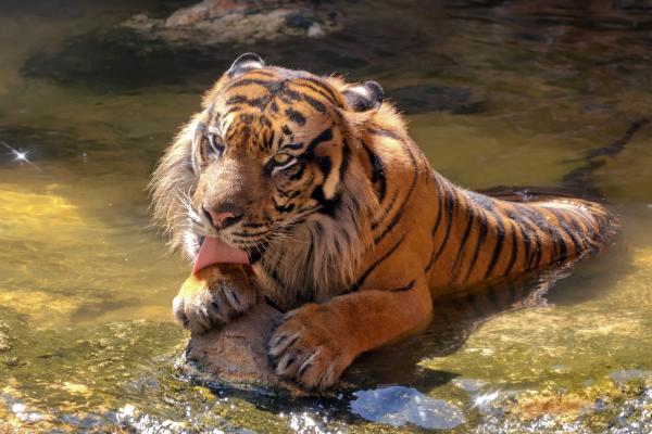 Суматранский Тигр, Зоопарк, Happy, Cool, HD, 2K