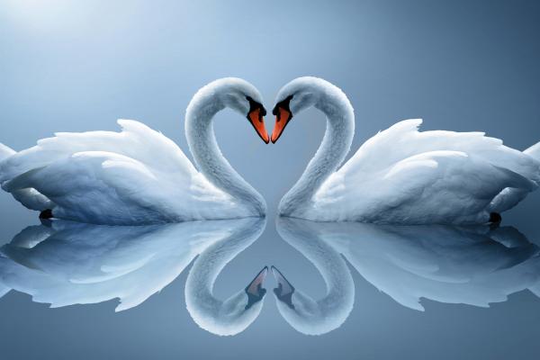 Лебеди, Влюбленное Сердце, Романтические Лебеди, Влюбленные, Пара, HD, 2K
