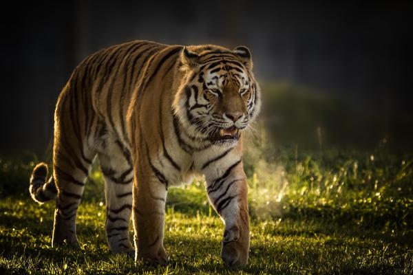 Тигр Владимир, Парк Дикой Природы Йоркшир, HD, 2K, 4K, 5K