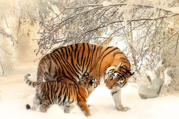 Тигр, Cub, Снег, Зима, HD, 2K, 4K