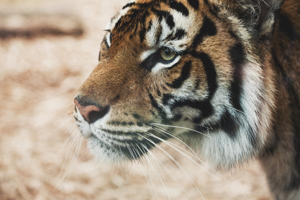 Тигр, Саванна, Взгляд, Милые Животные, HD, 2K, 4K