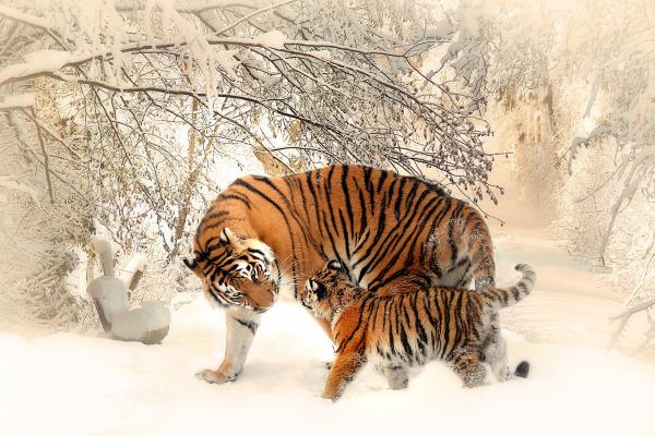 Тигр, Тигренок, Беби Тигр, Снег, 4К, HD, 2K, 4K
