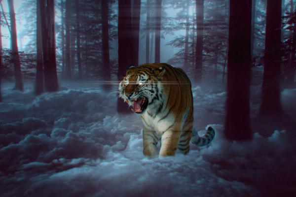 Тигр, Хищник, Лес, Surreal, Фэнтези, HD, 2K, 4K, 5K, 8K