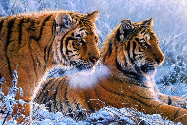 Тигры, Масляная Краска, 4К, HD, 2K