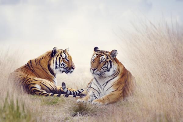 Тигры, Большие Кошки, Пара, Трава, HD, 2K, 4K