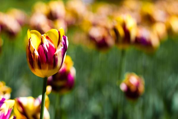 Тюльпаны, Ботанический Сад, Весна, Цветение, Желтый, Боке, HD, 2K