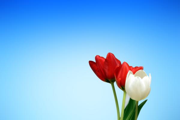 Тюльпаны, Красный, Белый, HD, 2K