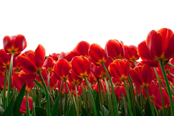 Тюльпаны, Красные Цветы, HD, 2K, 4K