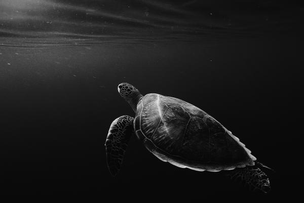 Черепаха, Черепаха, Подводный, Монохромный, HD, 2K, 4K