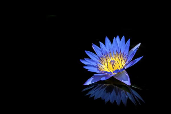 Водяная Лилия, Голубой Цветок, Черный Фон, 4К, 5К, HD, 2K, 4K, 5K