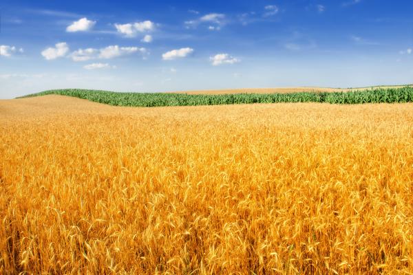 Пшеничное Поле, Пейзаж, Урожай, Ферма, HD, 2K