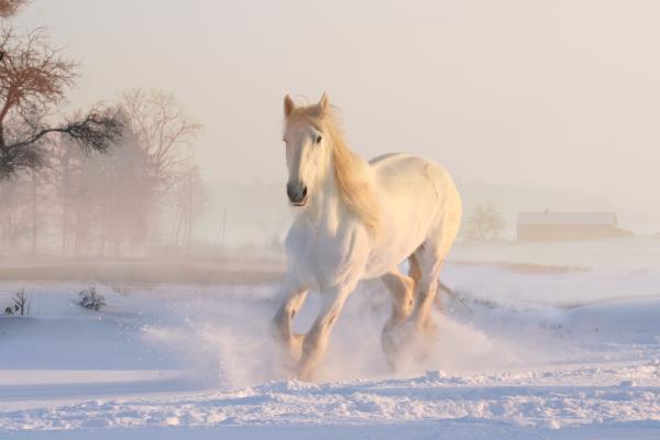 Белая Лошадь, Бегущий Конь, Зима, Снег, HD, 2K, 4K