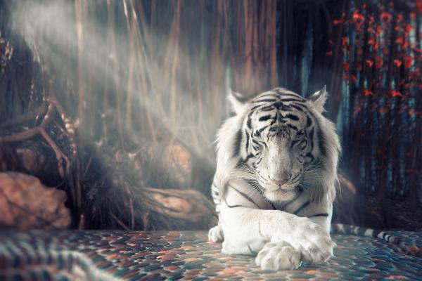 Белый Тигр, Лес, Осень, Солнечный Свет, Сюрреалистический, HD, 2K