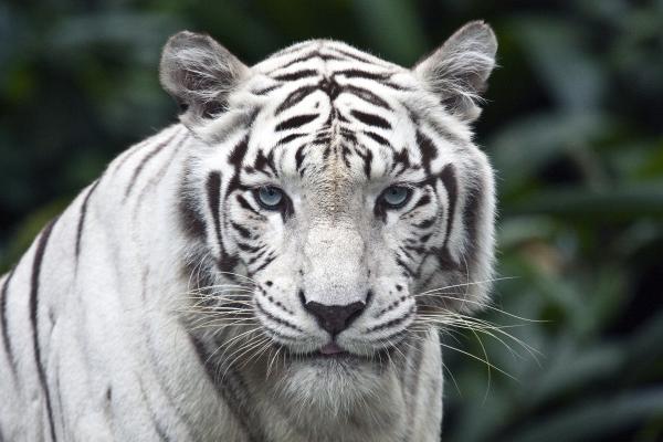 Белый Тигр, Зоопарк, HD, 2K