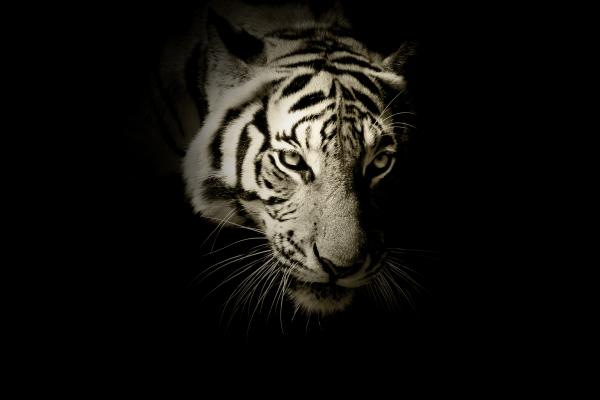 Белый Тигр, Темный, HD, 2K