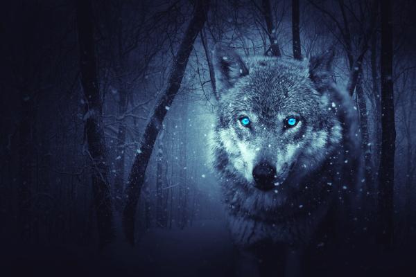 Дикий Волк, Голубые Глаза, Страшно, Снегопад, Зима, HD, 2K, 4K, 5K