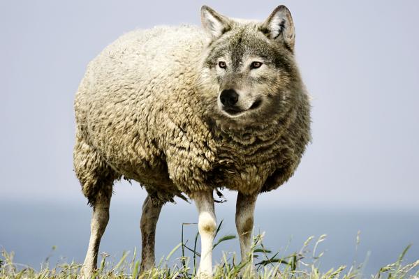 Волк В Овечьей Одежде, Wolf, Овца, HD, 2K, 4K, 5K