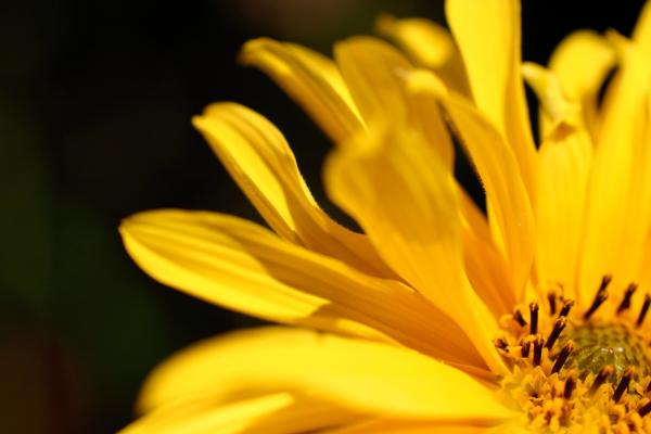 Желтый Цветок, Желтая Лилия, Темный Фон, HD, 2K
