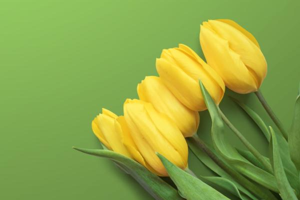 Желтые Тюльпаны, Зеленый Фон, HD, 2K, 4K