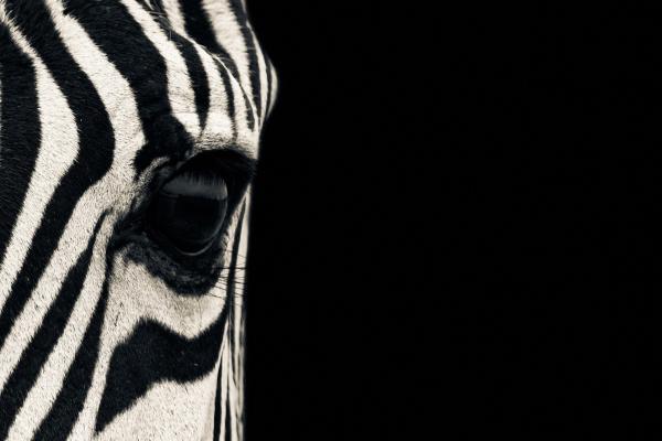 Зебра, Глаз, Черный Белый, Пара, Милые Животные, HD, 2K, 4K