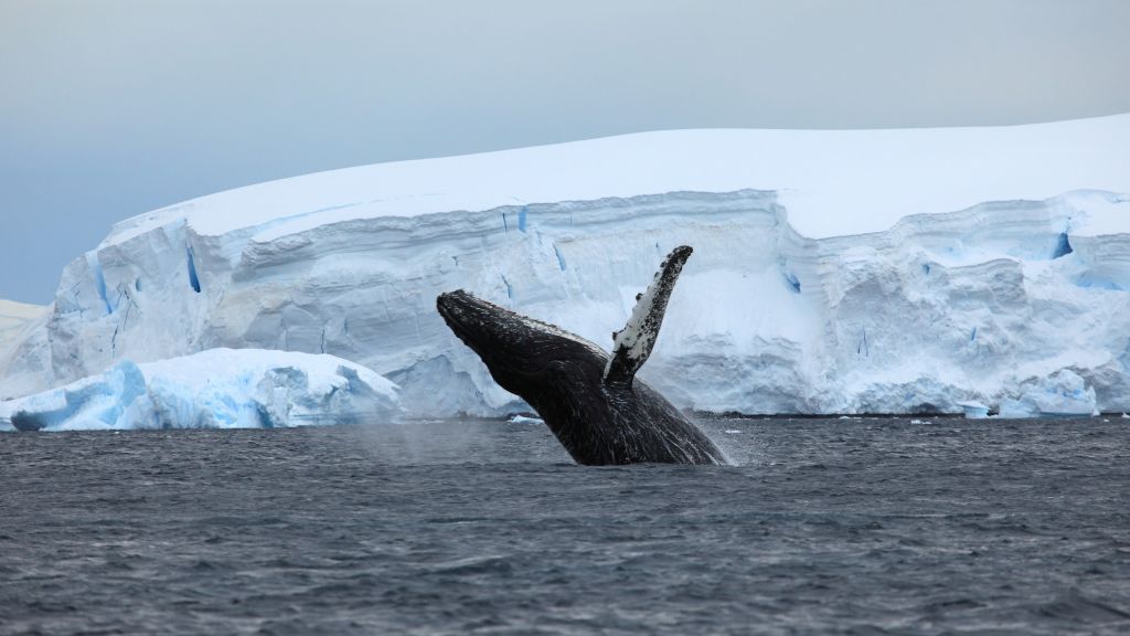 Антарктида, Ocean, Ice, Whale, HD, 2K, 4K, 5K