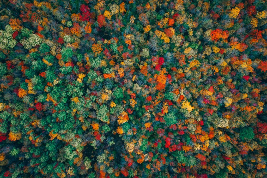 Осенний Лес, Вид С Воздуха, Красочный, HD, 2K