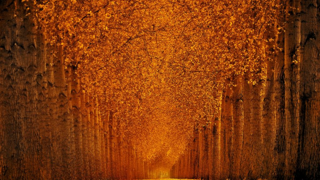 Осенний Парк, Деревья, Листья, HD, 2K, 4K