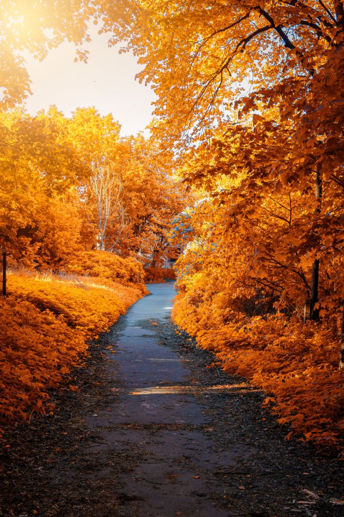 Осенний Парк, Осенние Деревья, Листва, Путь, Осенние Листья, HD, 2K, 4K