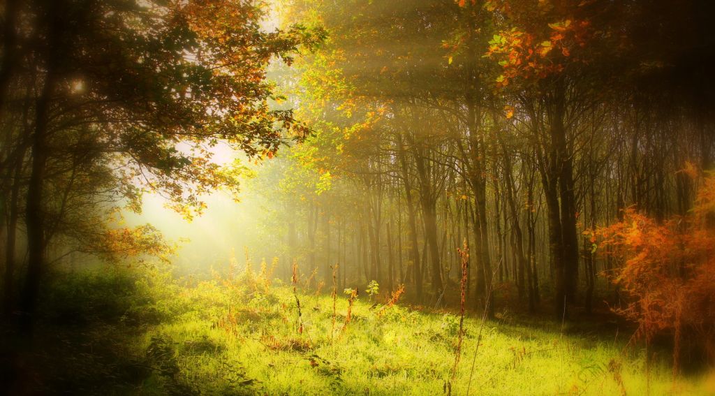 Осень, Лес, Солнечный Свет, HD, 2K