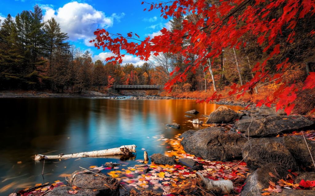 Осень, Листва, Озеро, Лес, Листья, HD, 2K, 4K
